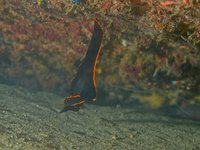 Sabang Wreck [ 4 images ]